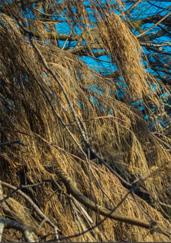 Whoseman-4-明星教練男丁格爾-芬達-全裸非全見寫真書